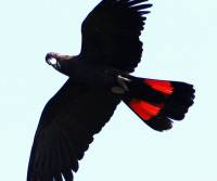red-tailed black cockatoo mackay qld