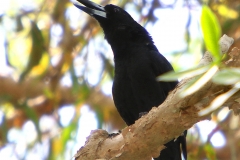 BLACK BUTCHERBIRD REDDIN ISLAND QLD
