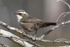 CHESTNUT-CROWNED BABBLER CUNNAMULLA QLD