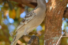 GREAT-BOWERBIRD-DARWIN-NT