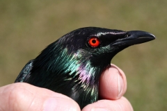 METALLIC STARLING BEING RELEASED AFTER INJURY