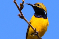 OLIVE-BACKED-SUNBIRD-PALM-COVE-FNQ