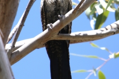 PHEASANT COUCAL MAGNETIC ISLAND QLD
