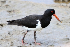 PIED OYSTERCATCHER CAIRNS QLD