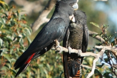 RED-TAILED BLACK COCKATOO