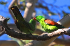 RED-WINGED-PARROT-DARWIN-NT.