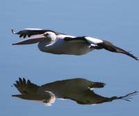 australian-pelican-lake-bonney-victoria