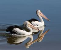 australian-pelican-lake-bonny