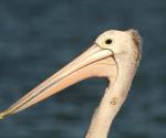 australian-pelican port-macquarie