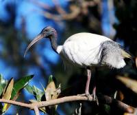 australian-white-ibis-bargara-qld