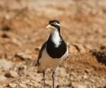 banded-lapwing