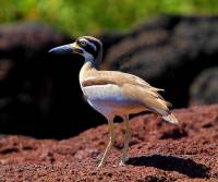 beach-stone-curlew (DARWIN NT)