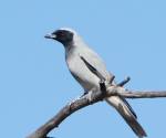 black-faced-cockoo-shrike bowra-station qld