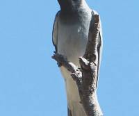 black-faced-cuckoo-shrike-georgetown-qld