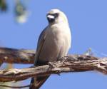 black-faced-woodswallow bowra-station qld
