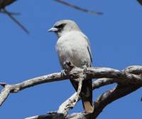 black-faced-woodswallow