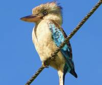 blue-winged-kookaburra-kuranda-qld