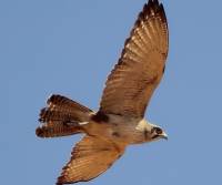 brown-falcon-innamincka-s-a