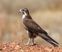 brown-falcon-karumba-qld