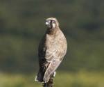 brown-falcon-nulabore