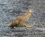 brown-quail crowdy-bay-np