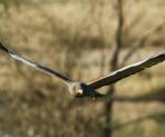 spotted harrier