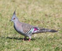 crested-pigeon-flinders-s-a