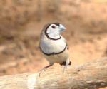 double-barred-finch bowra-station qld