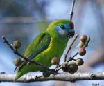 double-eyed-fig-parrot