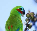 double-eyed-fig-parrot