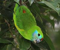 double-eyed-fig-parrot-mt-lewis-qld