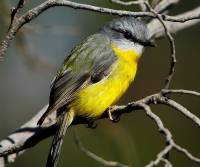 eastern-yellow-robin-barron-grounds-kiama-nsw