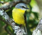 eastern-yellow-robin barron-grounds-kiama