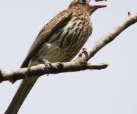 figbird-female-palm-cove-qld