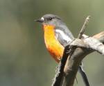 flame-robin-dargo victorian-high-country
