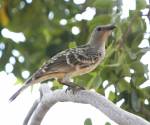 great-bowerbird