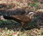 grey-crowned-babbler