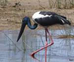 black-necked stork (jabaru)