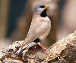 long-tailed-finch