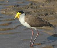 masked-lapwing-cairns-qld