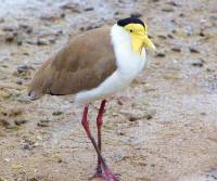masked-lapwing-cairns