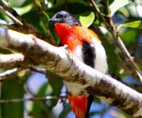 mistletoebird-male-kuranda-qld
