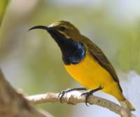 olive-backed-sunbird-cairns-qld
