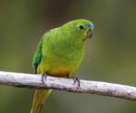 orange-bellied-parrot female tasmania