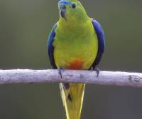 orange-bellied-parrot-male-tasmania