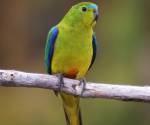 orange-bellied-parrot male tasmania_