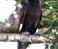 pied-currawong-rosedale-qls