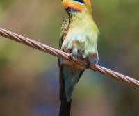 rainbow-bee-eater-darwin