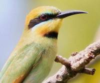 rainbow-bee-eater-palm-cove-qld