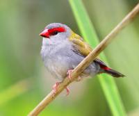 red-browed-finch-mt-melloy-qld